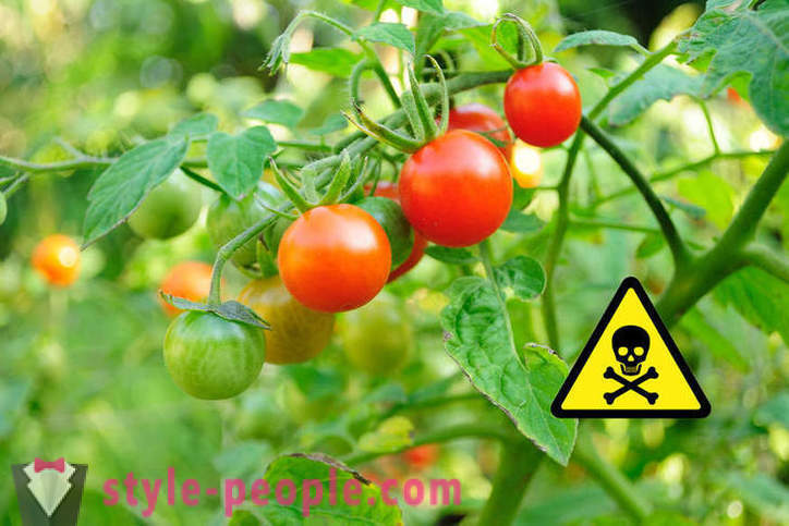 See on kahjulik süüa tomatid?