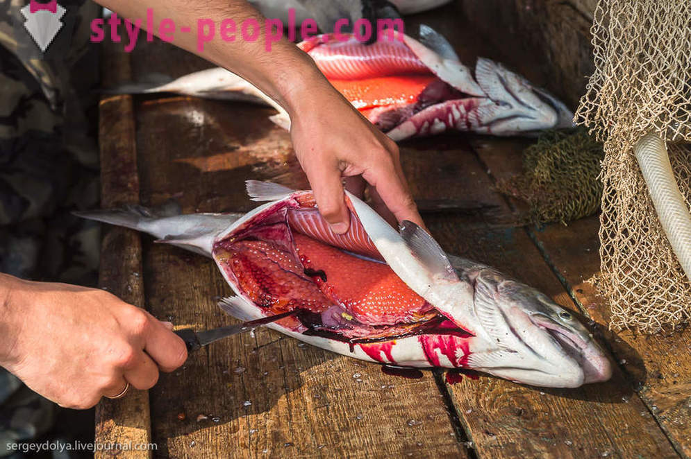 Kaaviar-Orientatsioon koosolekul erineb tavalisest punase kalamarjaga