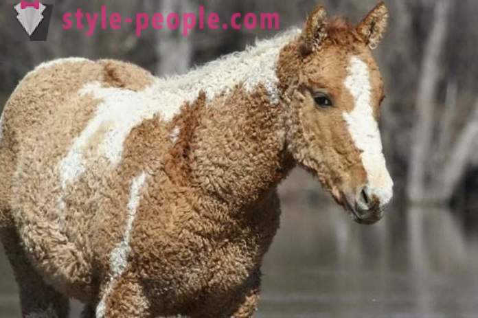 Curly Horse - tõeline looduse ime