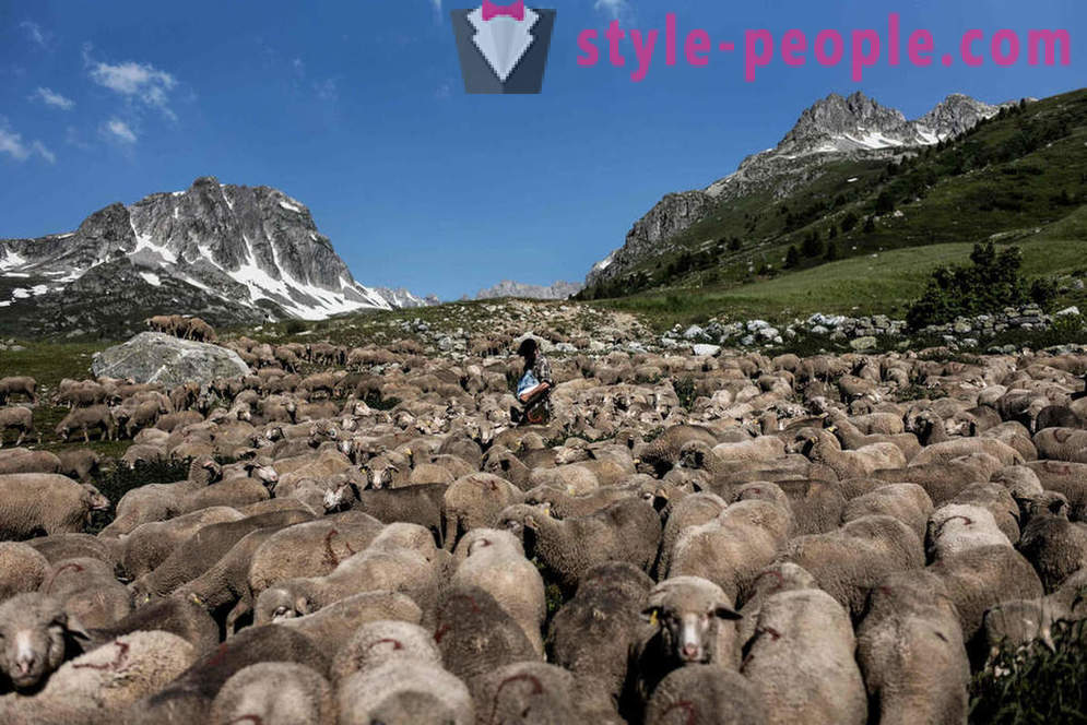 Elu karjane Alpides
