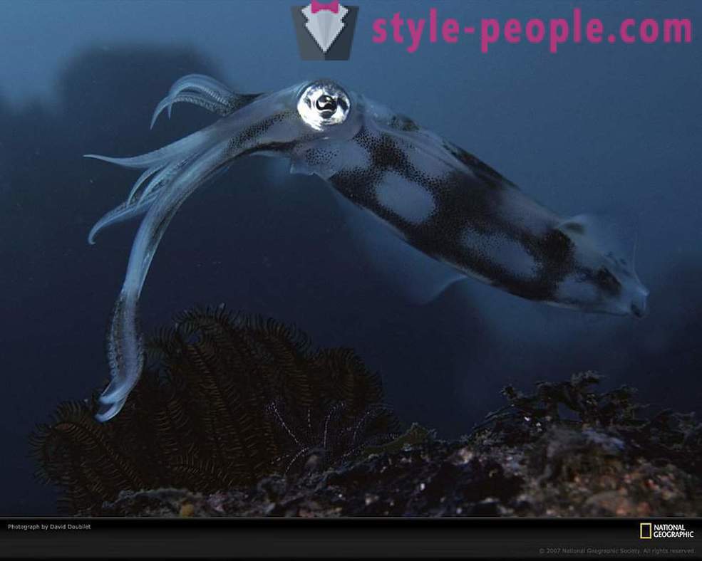Amazing elanike veealuse maailma pilte