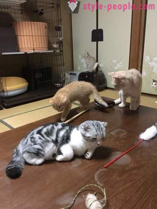 Jaapani hotell, kus saab võtta kassi rent