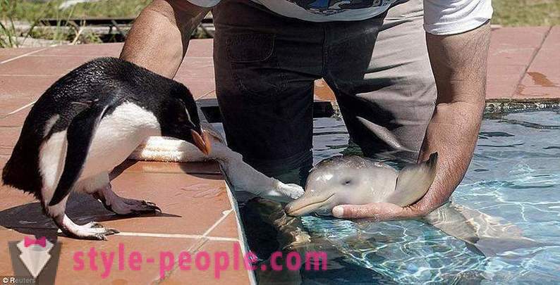 Amazing delfiinid