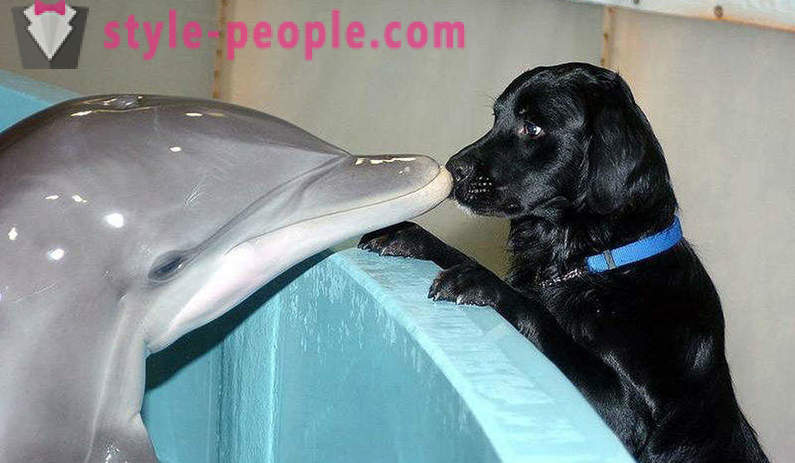 Amazing delfiinid