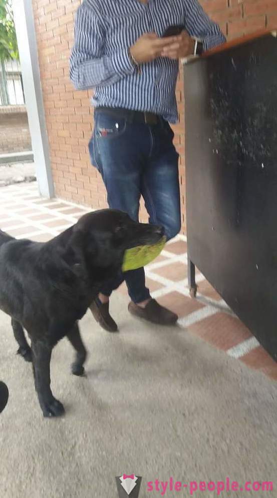 Koer on õppinud osta toitu oma valuuta