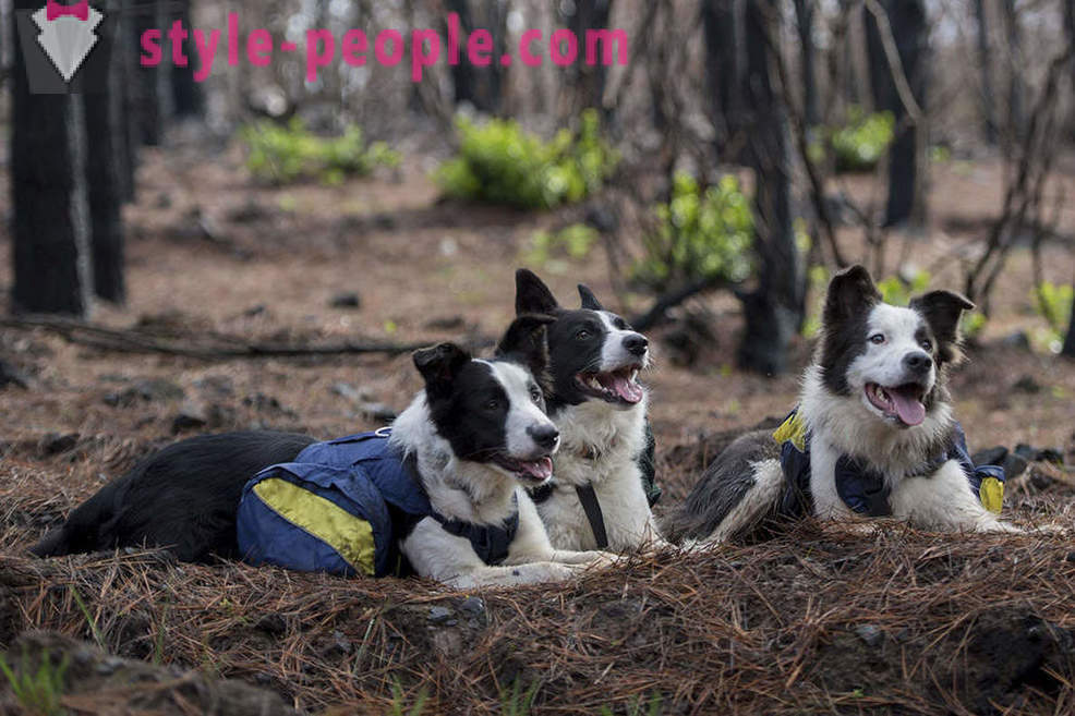 Koerad aitavad taastada Tšiili metsade