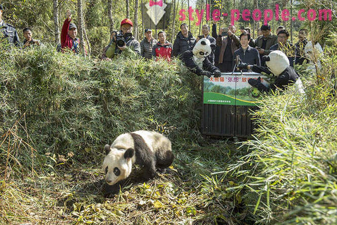 Kuidas kasvatada hiiglane pandas Sichuan