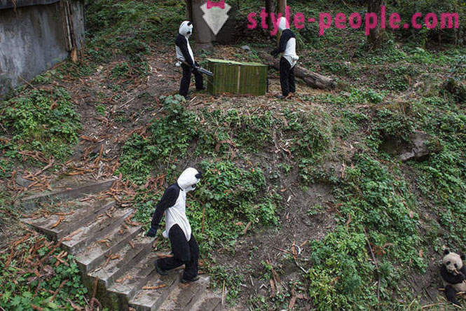 Kuidas kasvatada hiiglane pandas Sichuan