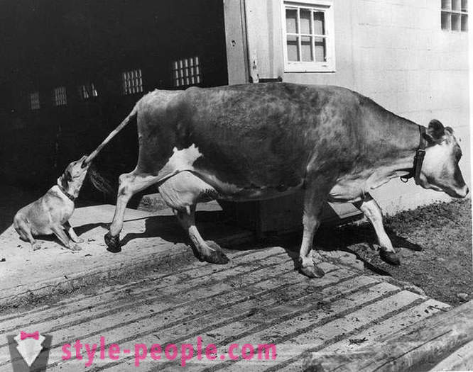 Ebatavaline vintage fotosid loomade
