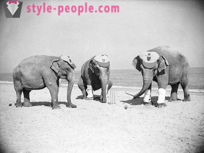 Ebatavaline vintage fotosid loomade