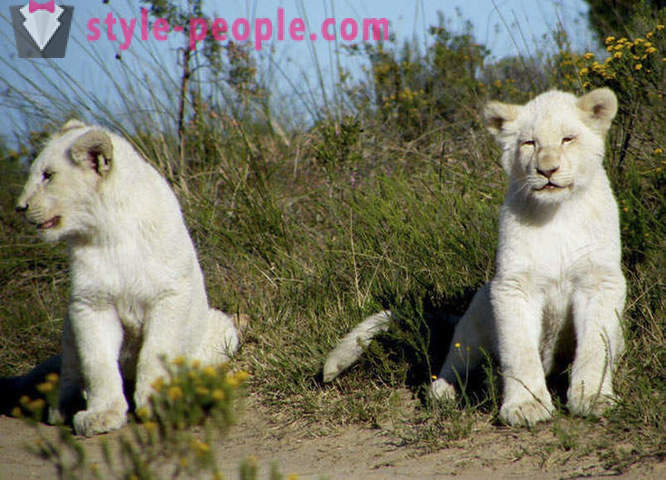 Jalutuskäik ettevõte valge lõvid