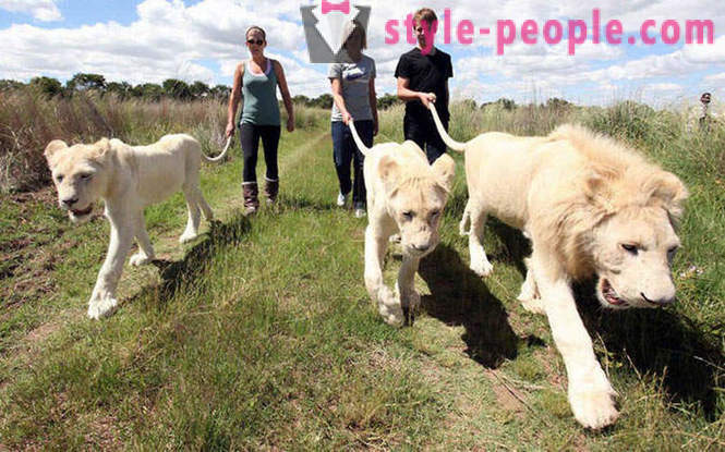 Jalutuskäik ettevõte valge lõvid