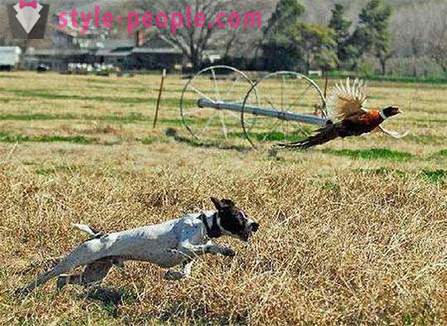 Jahipidamine faasanite husky (foto)