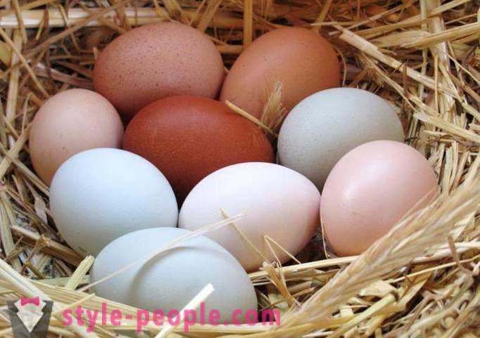 Egg dieet: kirjeldus, eelised ja puudused
